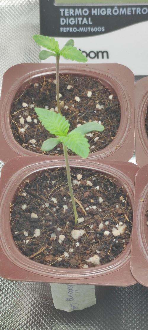 Wedding Cake. Week 0