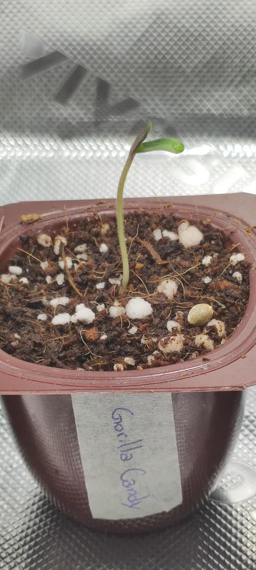 Gorilla Candy. Week 0