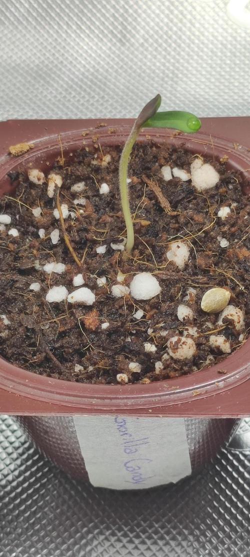 Gorilla Candy. Week 0