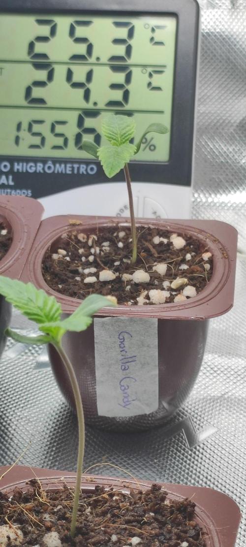 Gorilla Candy. Week 0