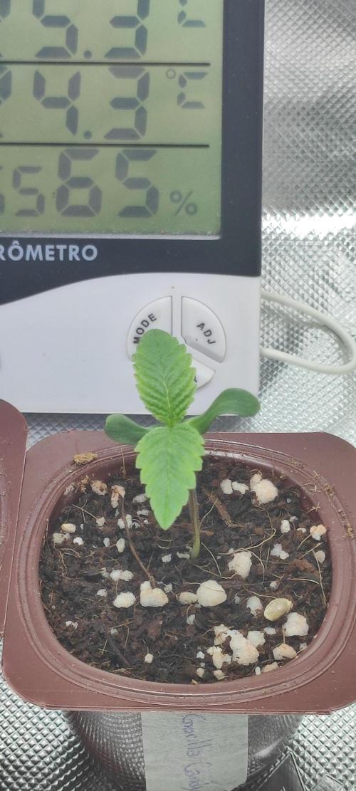 Gorilla Candy. Week 0
