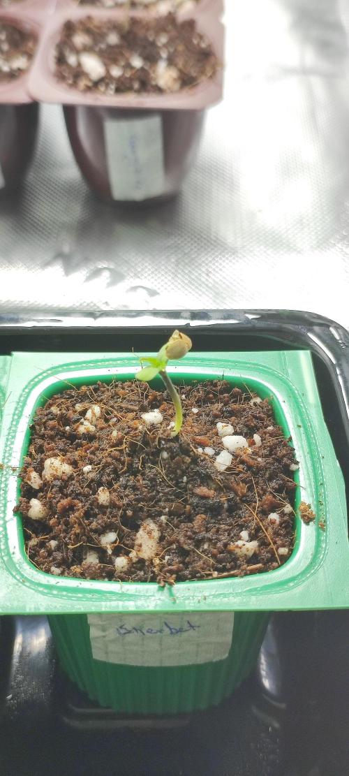 Sherbet. Week 0