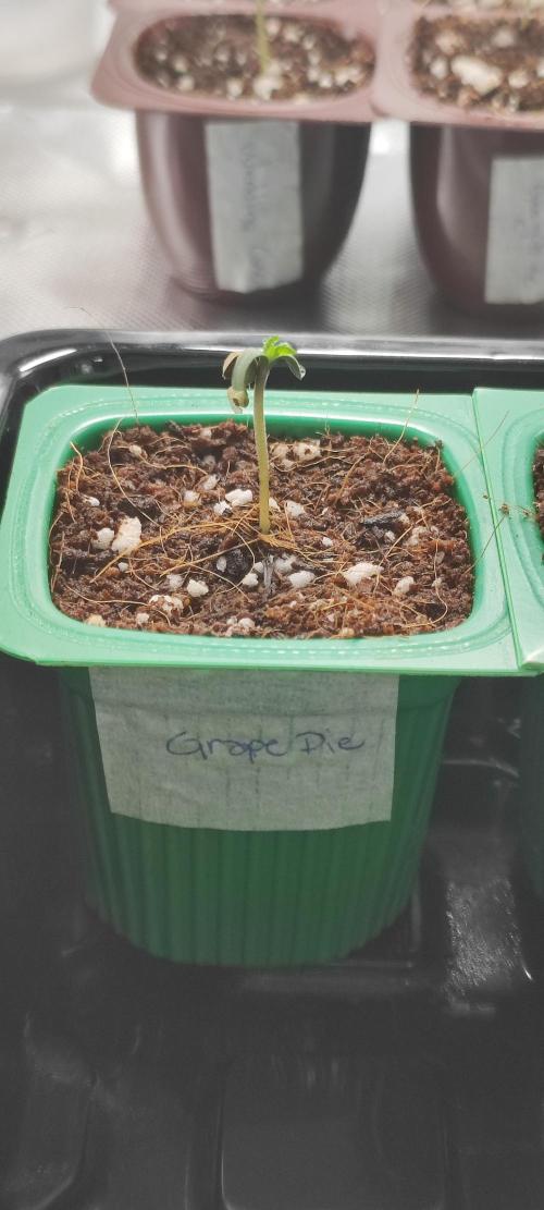 Grape Pie. Week 0