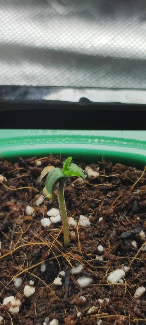 Grape Pie. Week 0