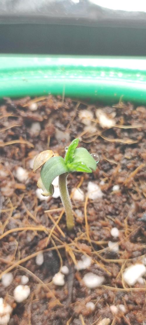 Grape Pie. Week 0