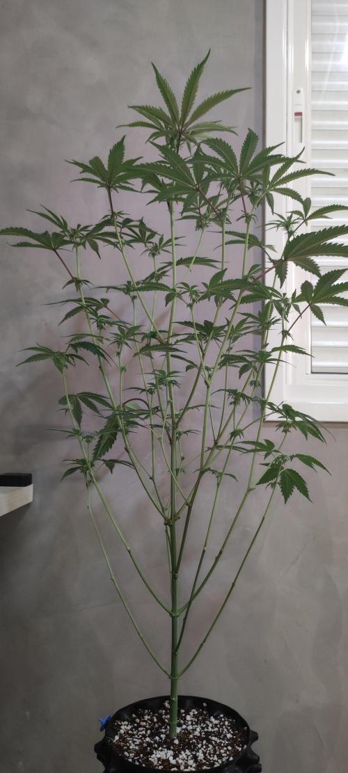 Garlotti #1. Week 7
