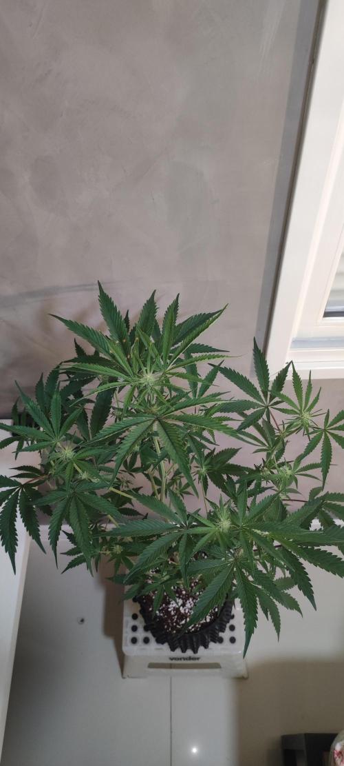 Garlotti #1. Week 7