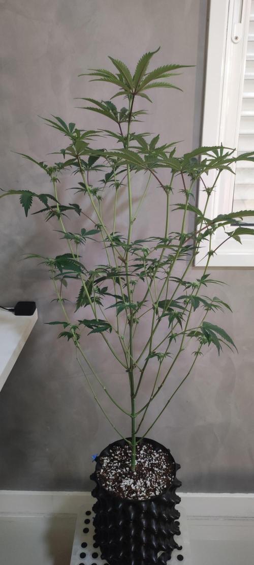Garlotti #1. Week 7