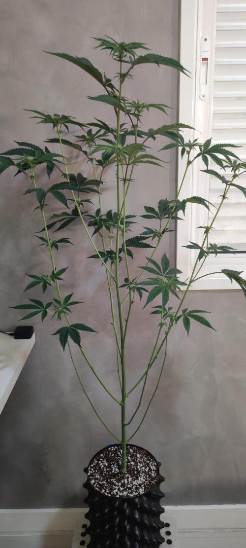 Mimosa #1. Week 7