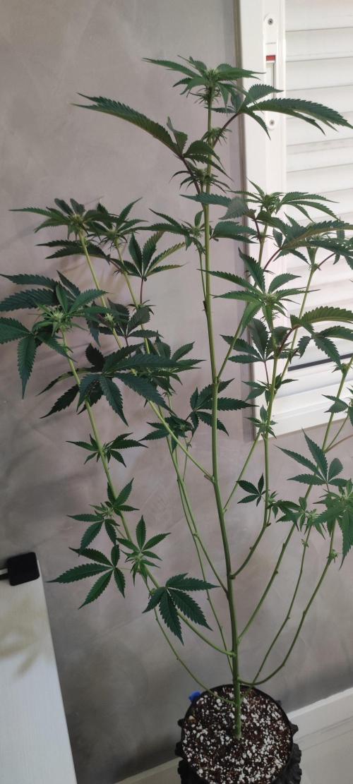Mimosa #1. Week 7