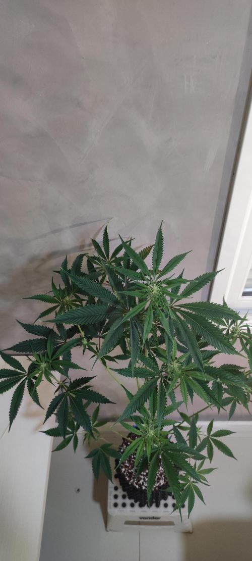 Mimosa #1. Week 7