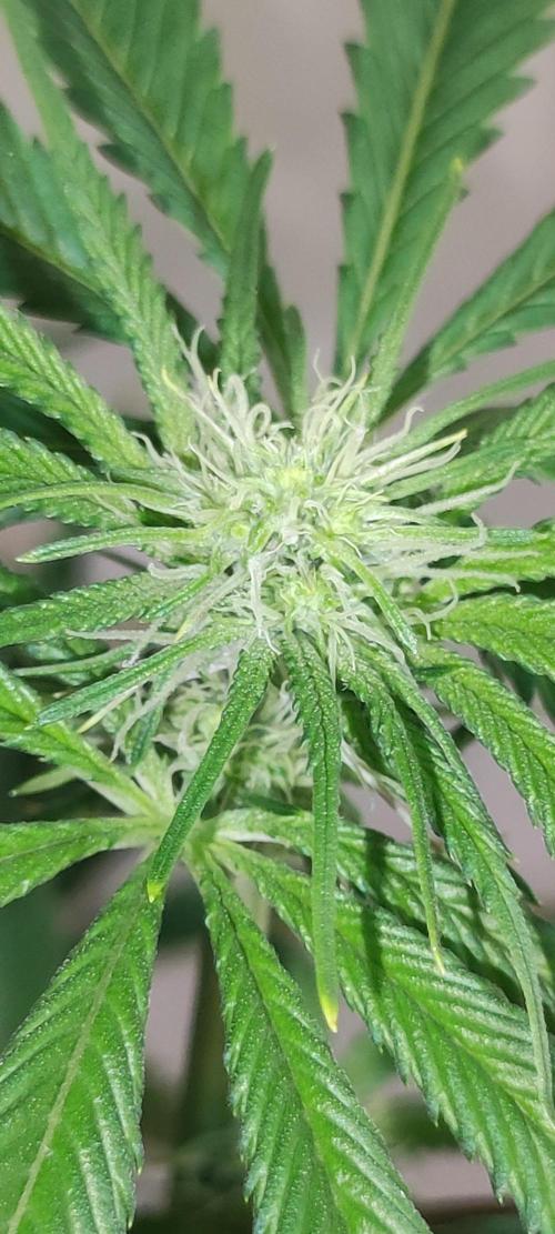 Mimosa #1. Week 7