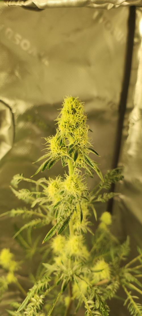 Freakshow. Week 11
