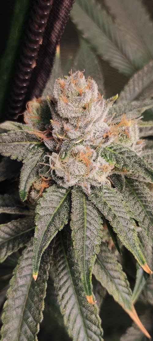 Mimosa. Week 13