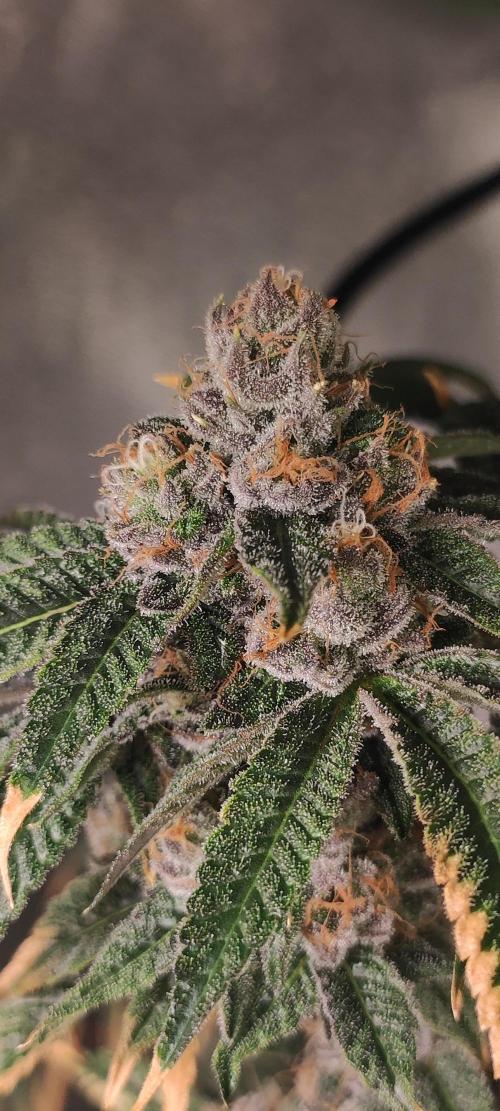 Mimosa. Week 13