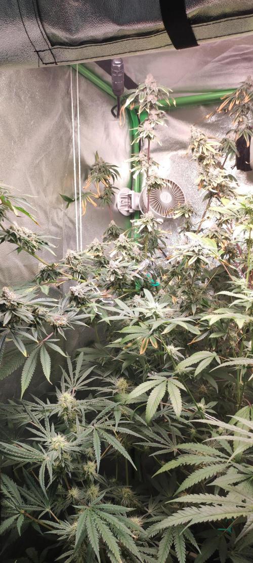 Mimosa. Week 13