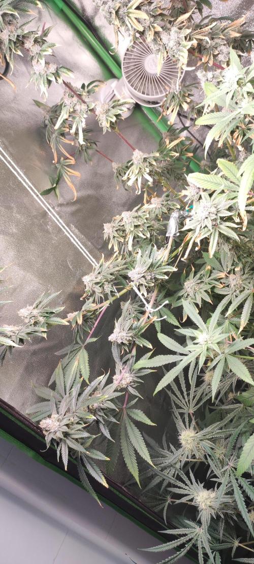 Mimosa. Week 13