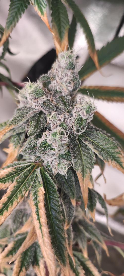 Garlotti. Week 13