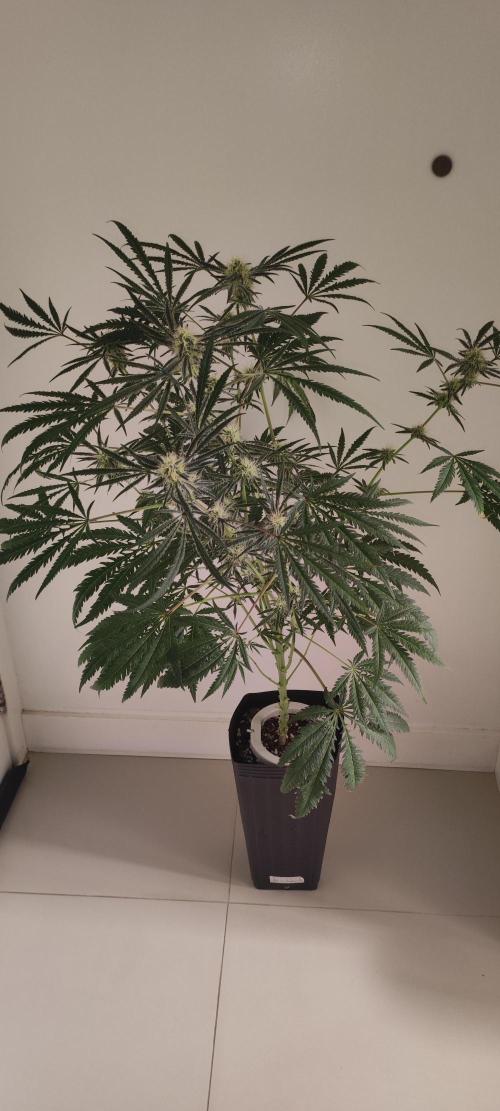 White Widow x Freakshow. Week 11