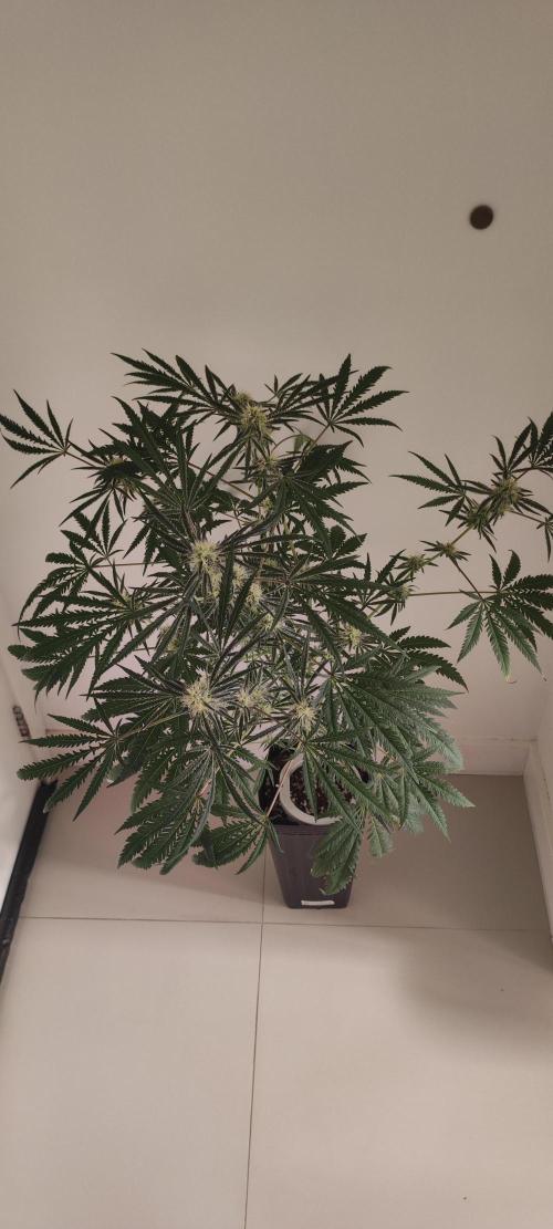 White Widow x Freakshow. Week 11