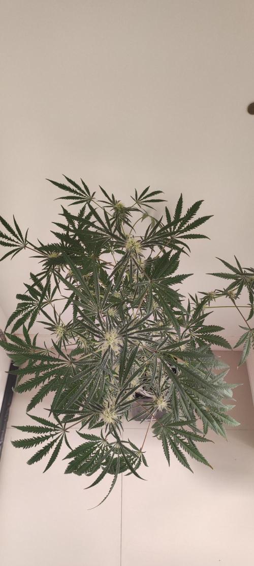 White Widow x Freakshow. Week 11