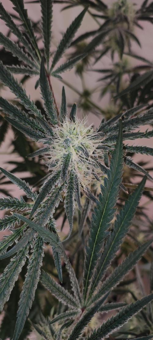 White Widow x Freakshow. Week 11