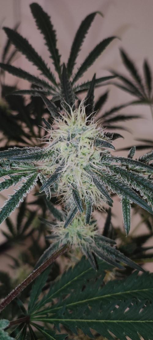 White Widow x Freakshow. Week 11