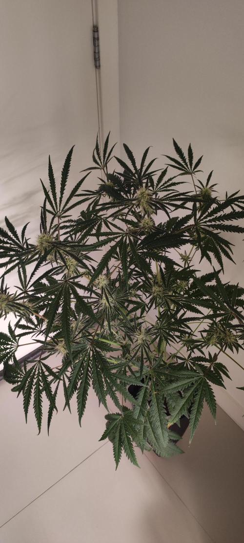White Widow x Freakshow. Week 11