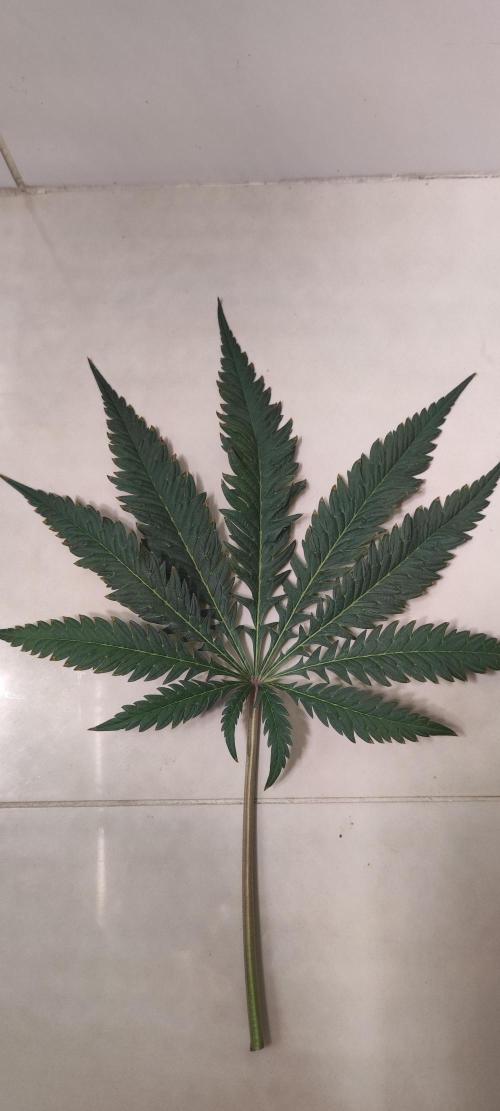 White Widow x Freakshow. Week 11