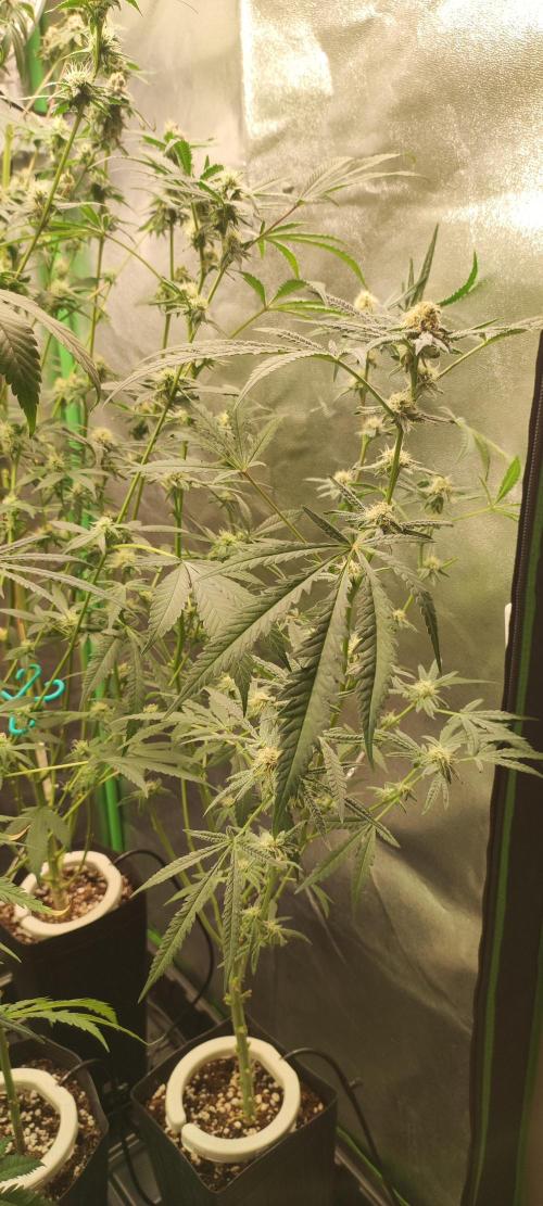 Julieta. Week 11