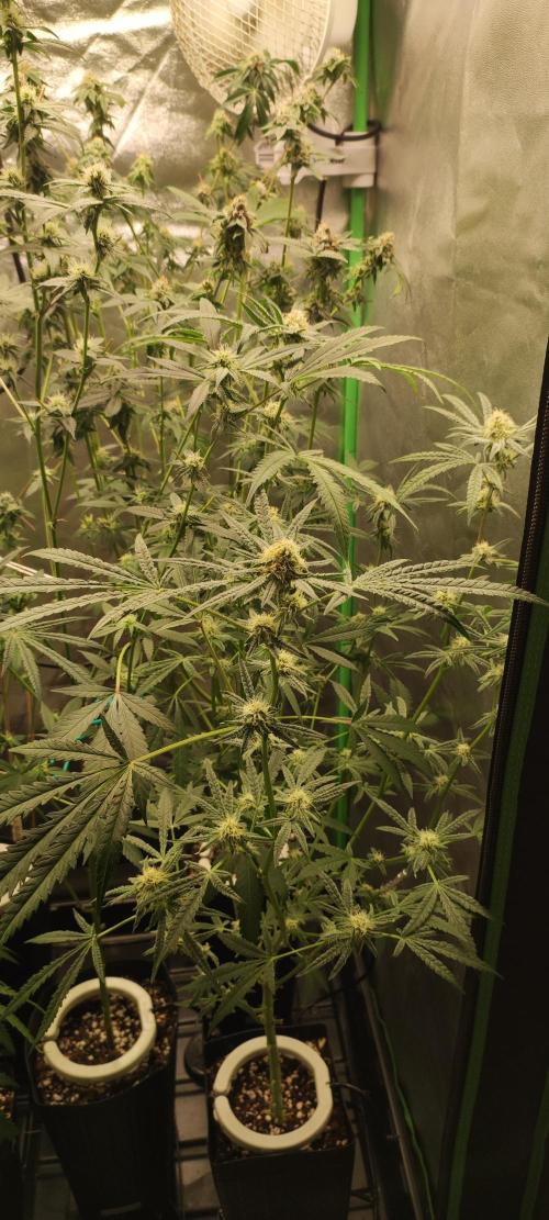 Julieta. Week 11