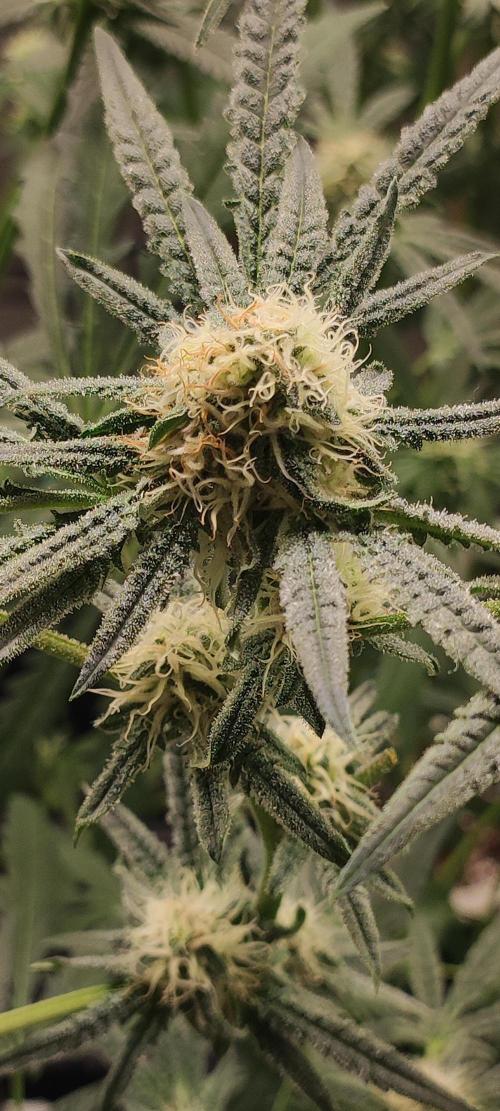 Julieta. Week 11