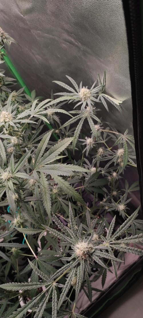 Julieta. Week 11