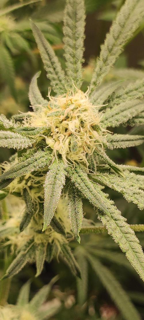 Julieta. Week 11