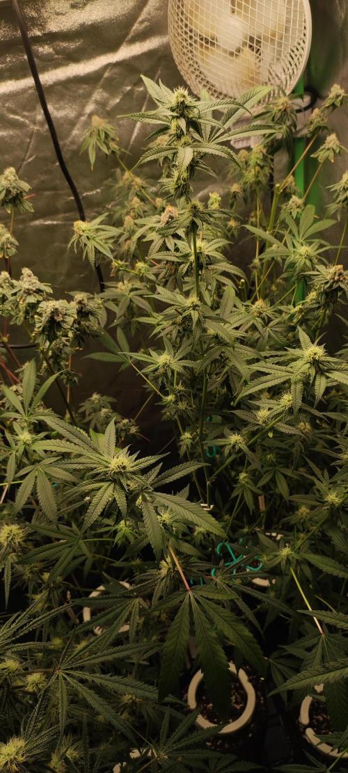 Strawberry Cough. Week 9