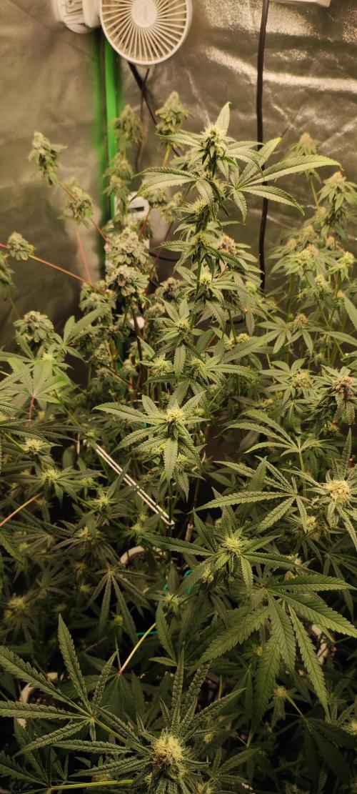 Strawberry Cough. Week 9