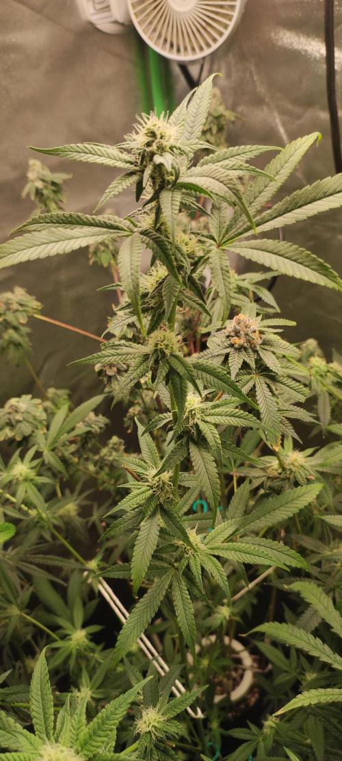 Strawberry Cough. Week 9