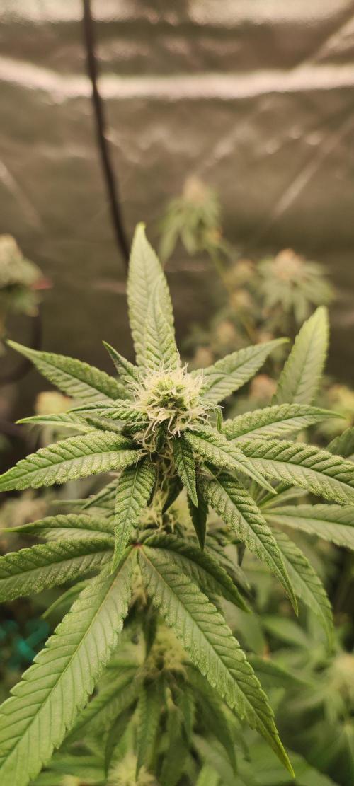 Strawberry Cough. Week 9