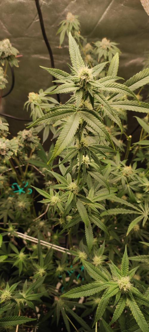 Strawberry Cough. Week 9