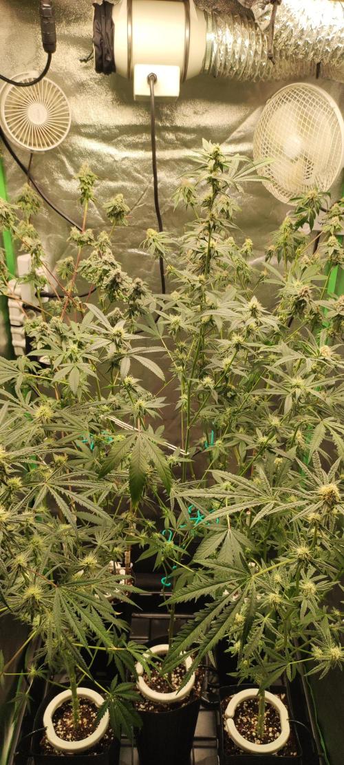 Strawberry Cough. Week 9
