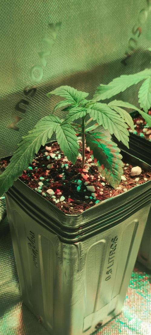 Wedding Cake. Week 1