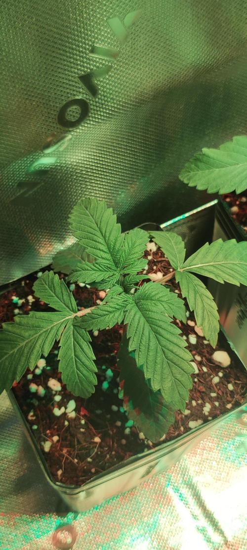 Wedding Cake. Week 1