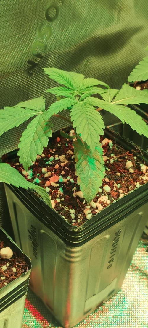 Gorilla Candy. Week 1