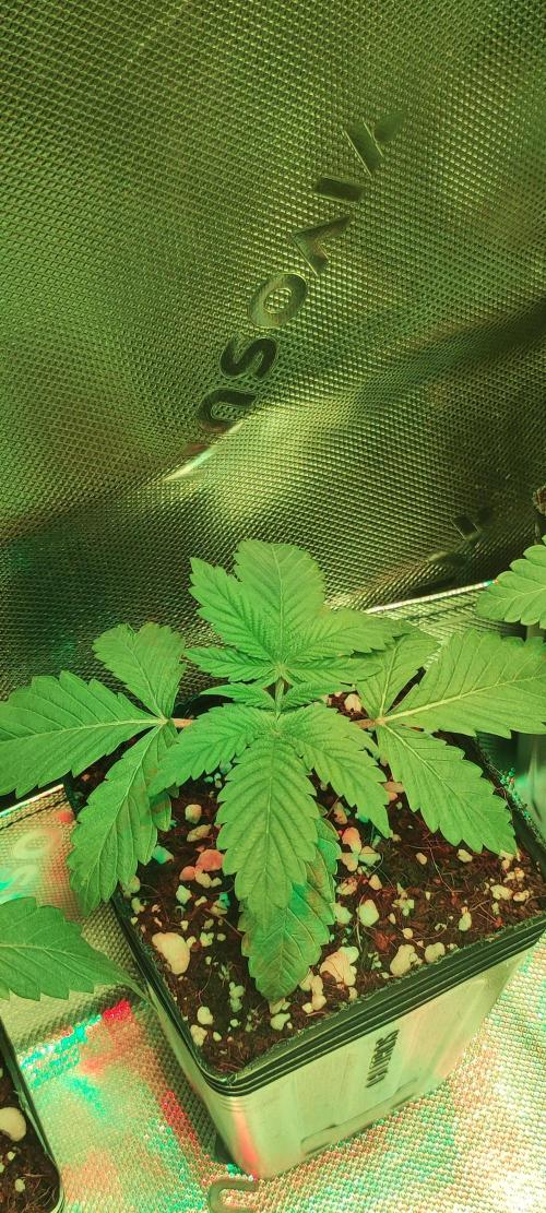 Gorilla Candy. Week 1