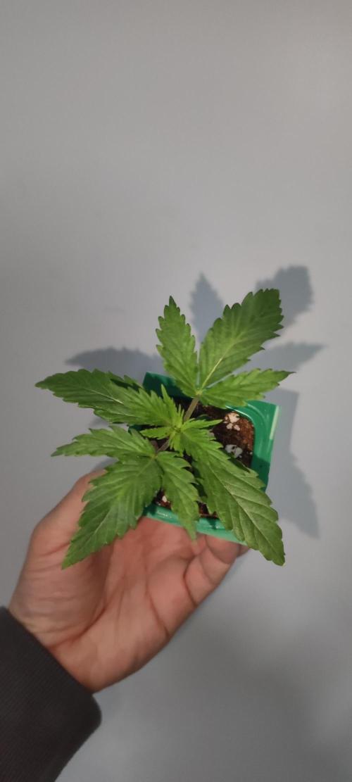 Sherbet. Week 1