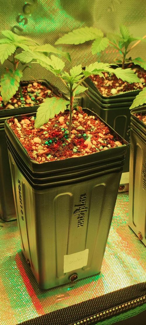 Sherbet. Week 1