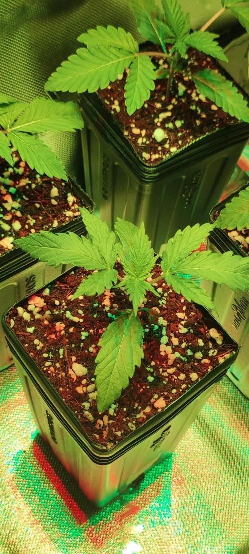 Sherbet. Week 1