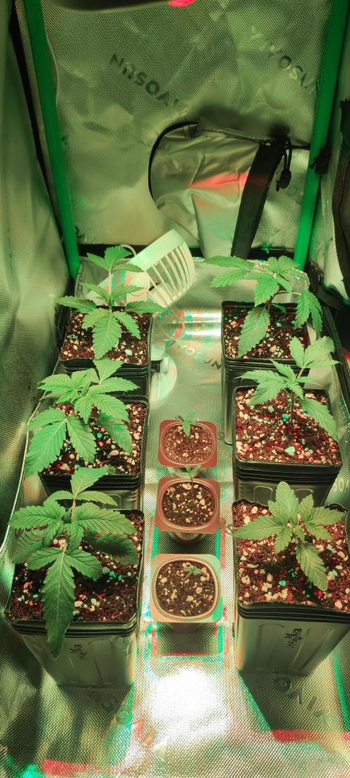 Sherbet. Week 1