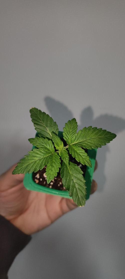 Grape Pie. Week 1