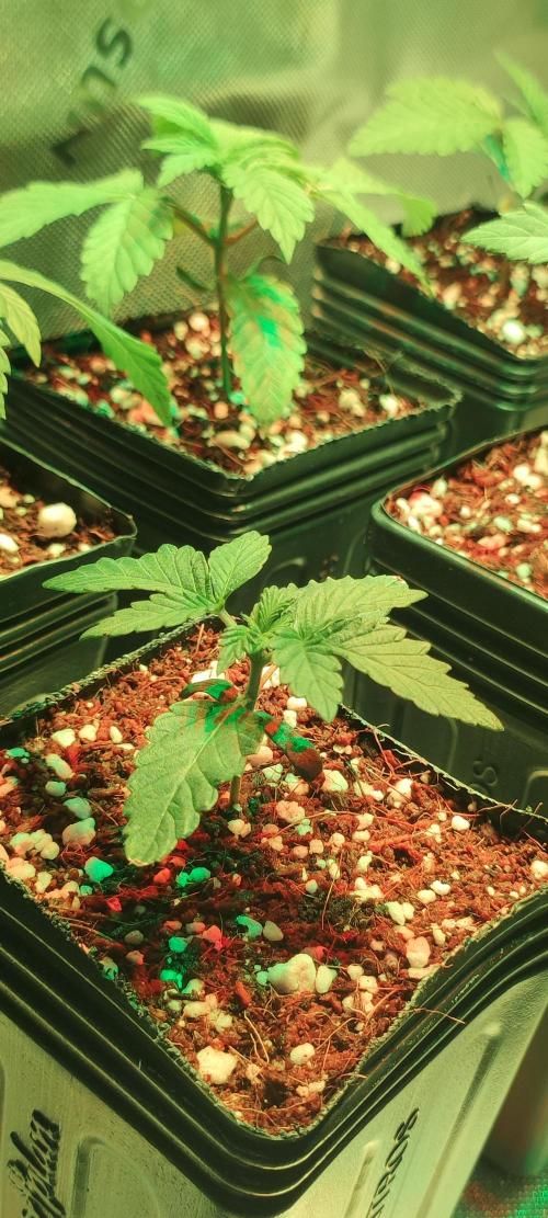 Grape Pie. Week 1
